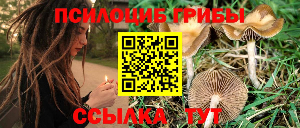 Галлюциногенные грибы Psilocybe  как найти наркотики  Гусиноозёрск  Вход с VPN 