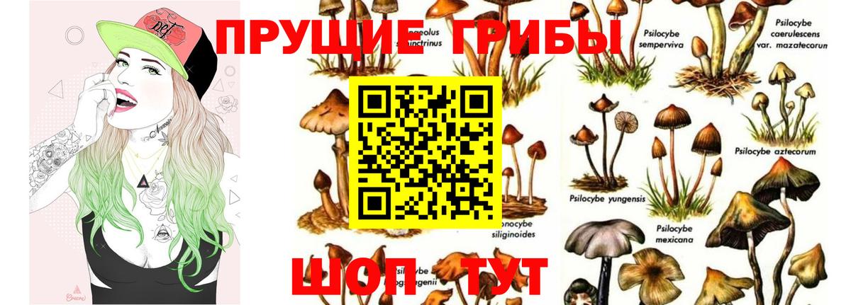 Галлюциногенные грибы Psilocybe Гусиноозёрск
